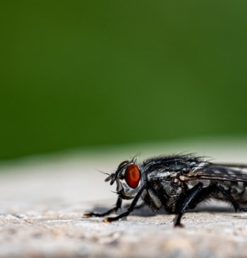 Así es la mosca negra del río Manzanares