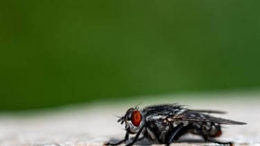 Así es la mosca negra del río Manzanares