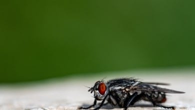 Así es la mosca negra del río Manzanares
