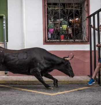Un hombre permanece en la UCI tras sufrir una cogida por hasta [...]