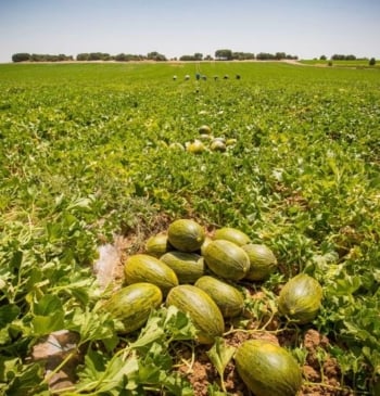 Dia invertirá 35 millones en fruta nacional como apuesta por el campo [...]
