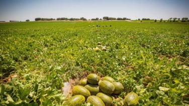 Dia invertirá 35 millones en fruta nacional como apuesta por el campo español