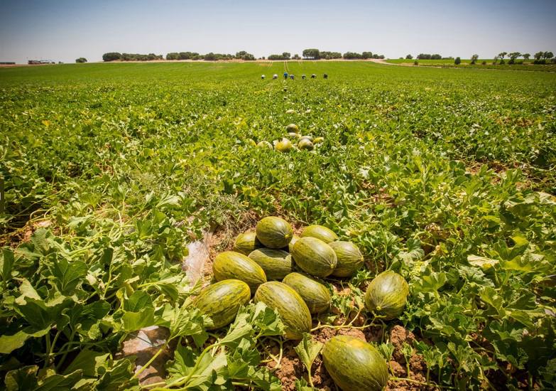 Dia invertirá 35 millones en fruta nacional como apuesta por el campo español