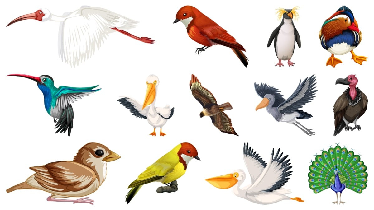 Aves en peligro de extinción.