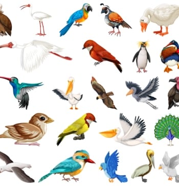 El cóndor, el albatros y otras especies de aves que se extinguirán [...]