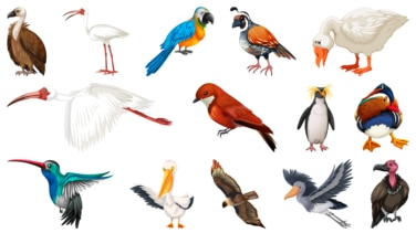 El cóndor, el albatros y otras especies de aves que se extinguirán en el próximo siglo