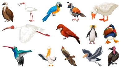 El cóndor, el albatros y otras especies de aves que se extinguirán en el próximo siglo