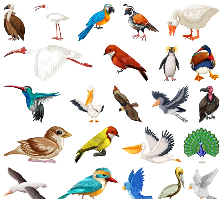 El cóndor, el albatros y otras especies de aves que se extinguirán en el próximo siglo