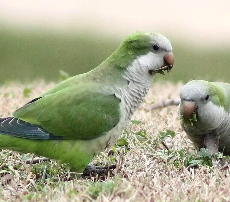 Cotorras en España: el clima, la falta de depredadores y el abandono impulsan su expansión