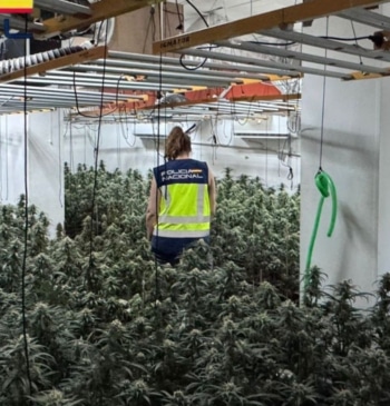 Desmantelada en Cenes una plantación 'indoor' con más de 1.000 plantas de [...]