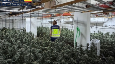 Desmantelada en Cenes una plantación 'indoor' con más de 1.000 plantas de marihuana