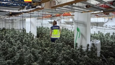 Desmantelada en Cenes una plantación 'indoor' con más de 1.000 plantas de marihuana