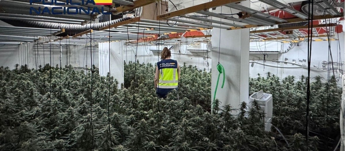 Desmantelada en Cenes una plantación 'indoor' con más de 1.000 plantas de marihuana