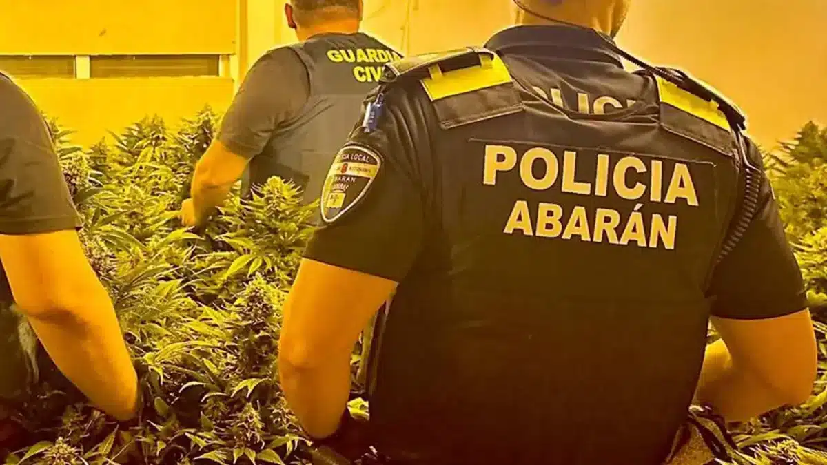 Desmantelan un invernadero de cultivo intensivo y continuo de marihuana en Abarán (Murcia)
