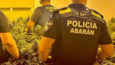 Desmantelan un invernadero de cultivo intensivo y continuo de marihuana en Abarán (Murcia)