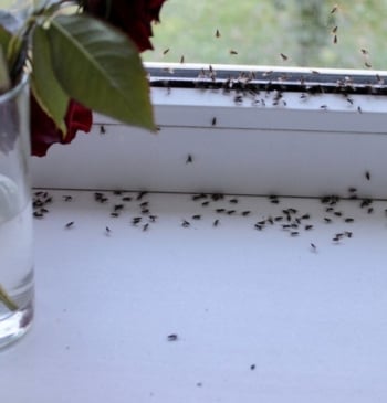 Se acabó tener hormigas en casa en verano: este producto no permite [...]