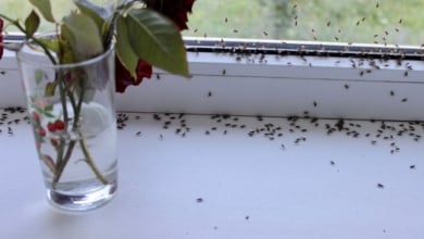 Se acabó tener hormigas en casa en verano: este producto no permite que vuelvan a entrar