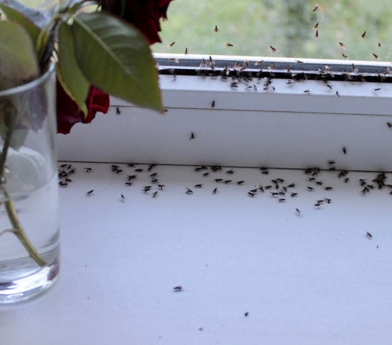 Se acabó tener hormigas en casa en verano: este producto no permite que vuelvan a entrar