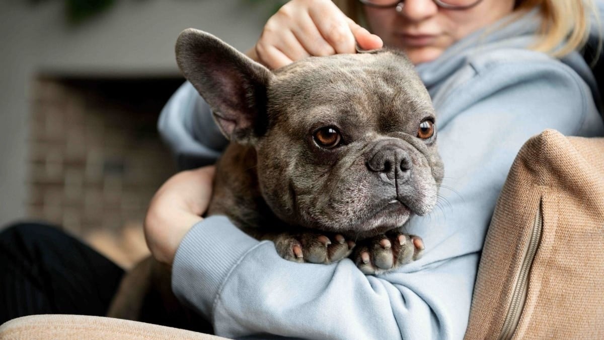 Advance lanza el Vitality Test, la herramienta digital que mejora la vida de los perros senior