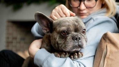 Advance lanza el Vitality Test, la herramienta digital que mejora la vida de los perros senior