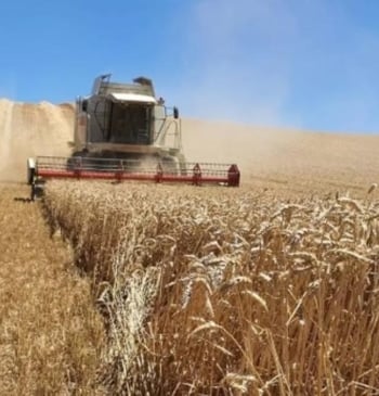 La crisis del cereal afecta a todas las CCAA: Extremadura prevé 92,5 [...]