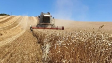 La crisis del cereal afecta a todas las CCAA: Extremadura prevé 92,5 M€ en pérdidas