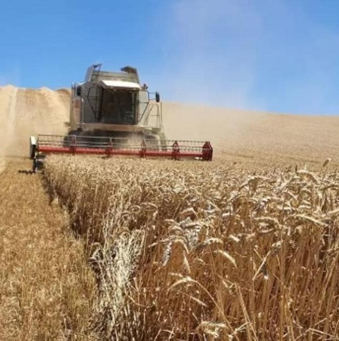 La crisis del cereal afecta a todas las CCAA: Extremadura prevé 92,5 [...]
