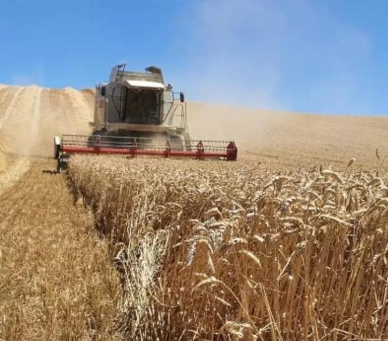 La crisis del cereal afecta a todas las CCAA: Extremadura prevé 92,5 M€ en pérdidas