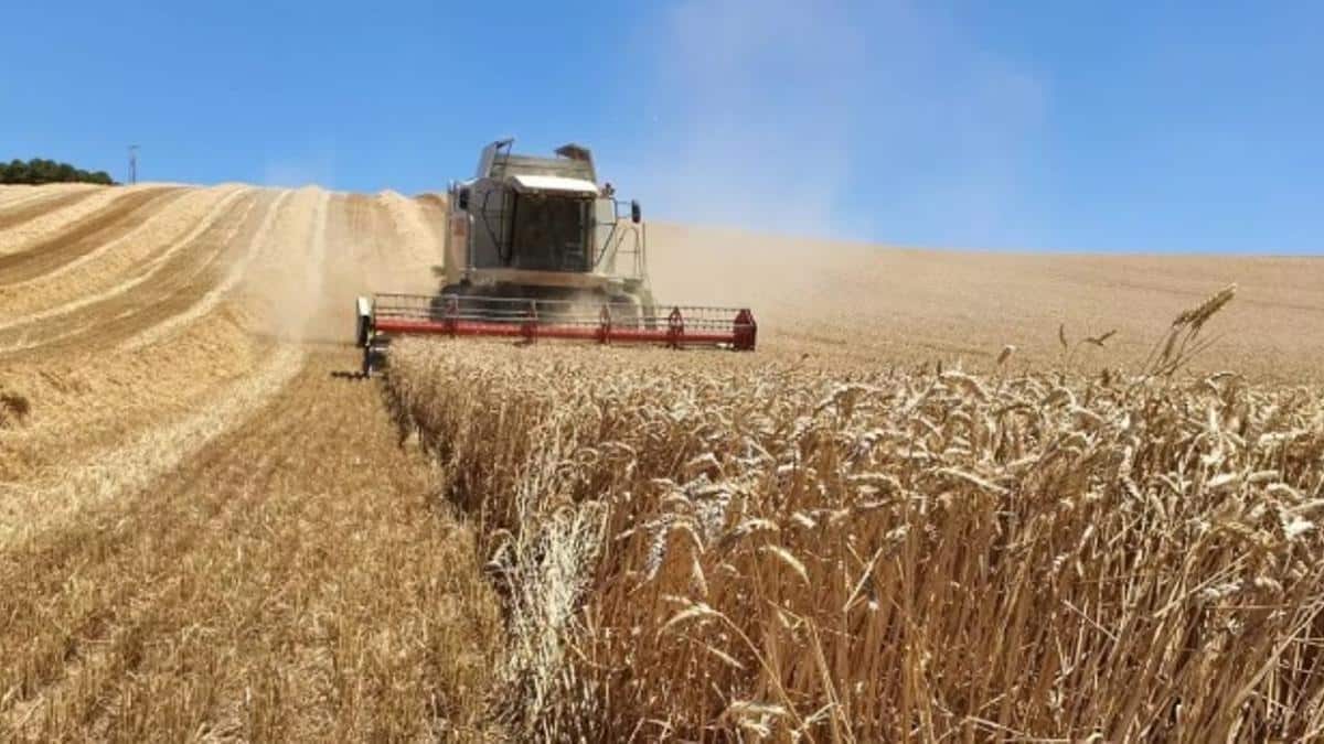 La crisis del cereal afecta a todas las CCAA: Extremadura prevé 92,5 M€ en pérdidas