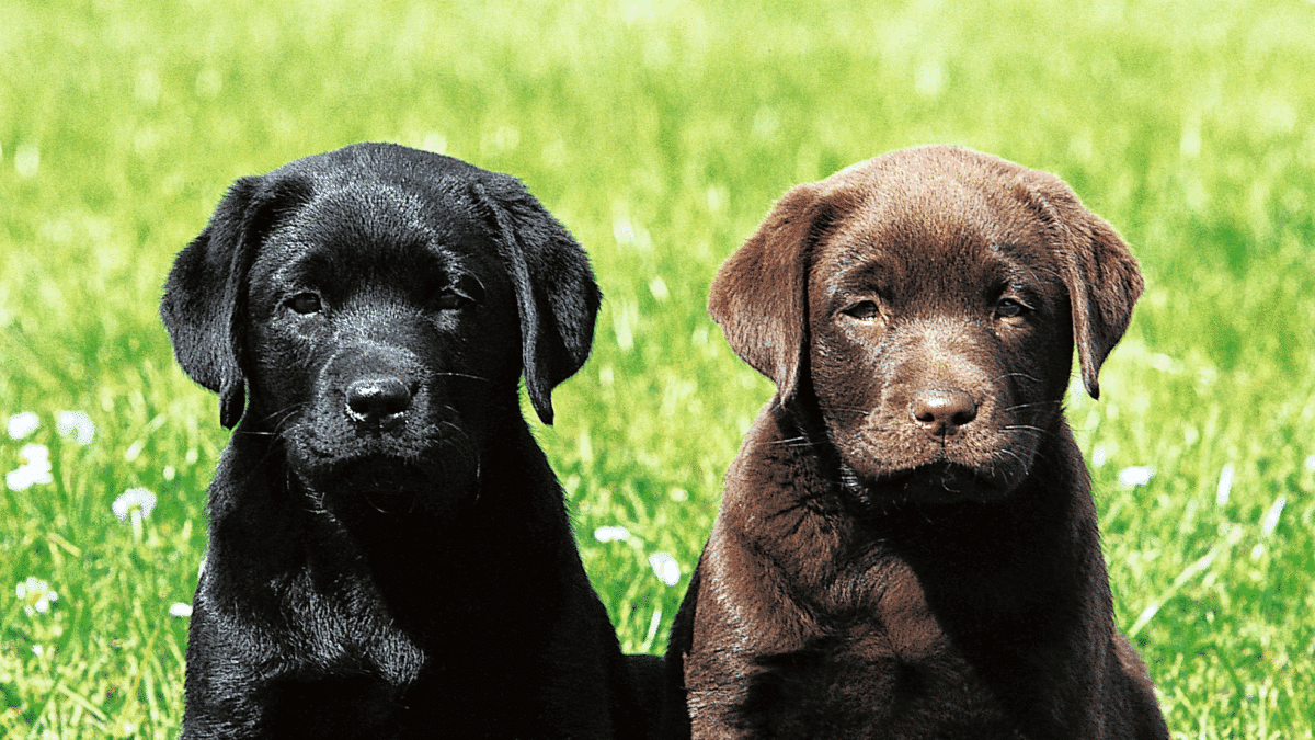 Las cinco razas de perros más buscadas