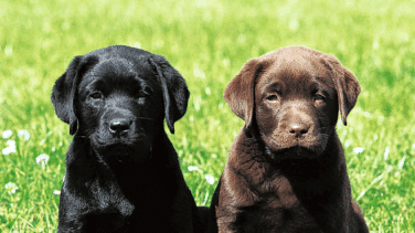 Las cinco razas de perros más buscadas