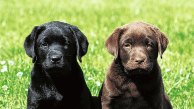 Las cinco razas de perros más buscadas