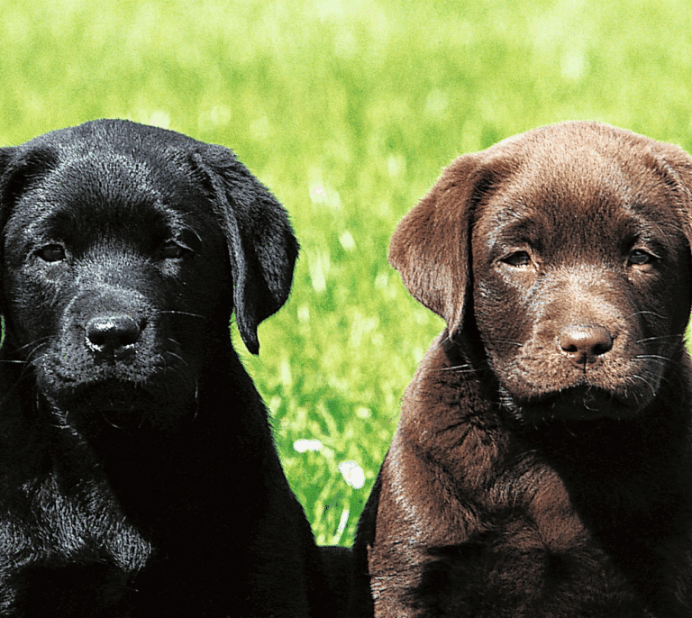 Las cinco razas de perros más buscadas