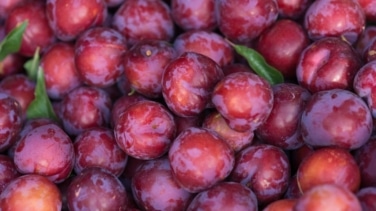 Estos es lo que le ocurre a tu cuerpo si comes ciruelas todos los días