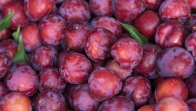 Estos es lo que le ocurre a tu cuerpo si comes ciruelas todos los días