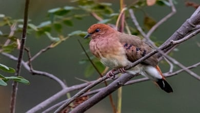 Esta es la sorprendente ave que esquiva la extinción con solo 17 ejemplares