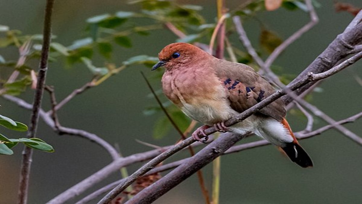 Columbina ojiazul