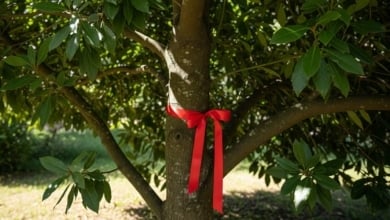 El significado de poner una cinta roja en un árbol de laurel según el Feng Shui