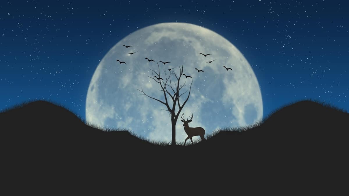 Se le llama 'luna del ciervo' por su relación cíclica con el crecimiento de sus astas