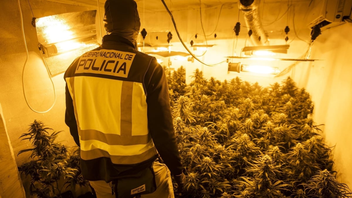 Desarticulada banda de 9 personas por tráfico internacional de marihuana