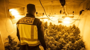 Desarticulada banda de 9 personas por tráfico internacional de marihuana
