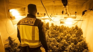 Desarticulada banda de 9 personas por tráfico internacional de marihuana