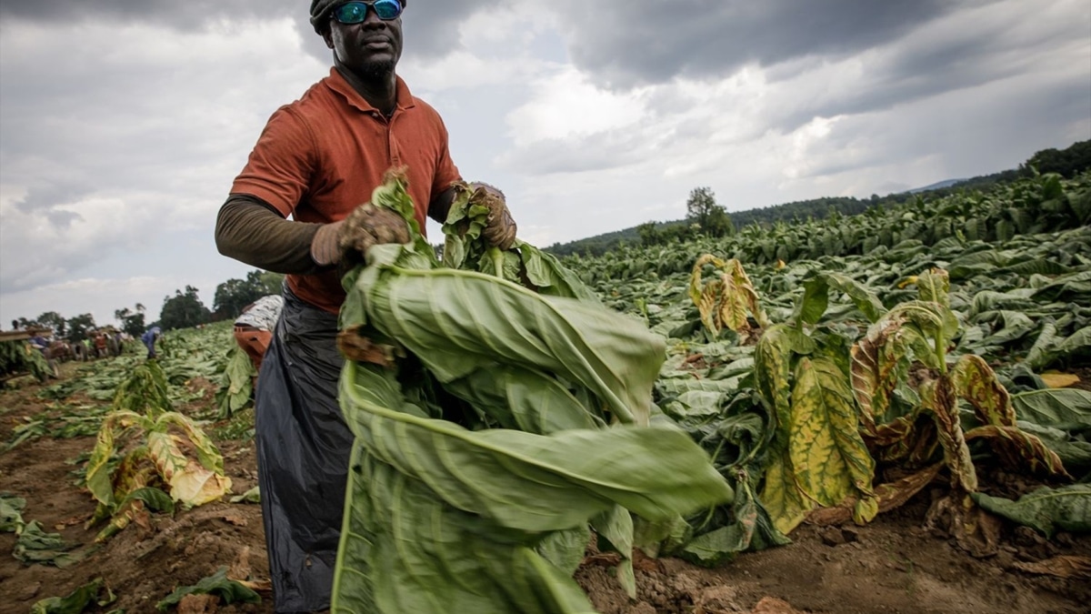 Un agricultor trabaja en una plantación de tabaco en Enfiel, Conecticut, Estados Unidos.