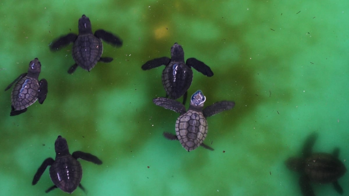 Descubren el esqueleto de una tortuga de más de 110 millones de años en Teruel