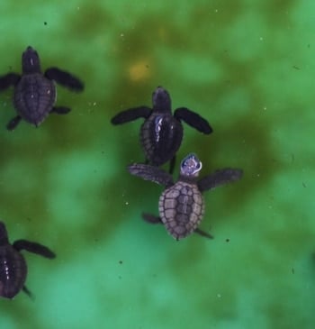 Descubren el esqueleto de una tortuga de más de 110 millones de [...]