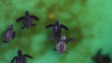 Descubren el esqueleto de una tortuga de más de 110 millones de años en Teruel