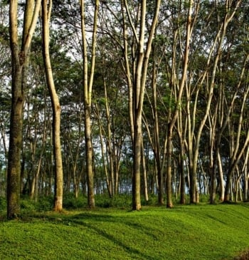 Life Terra planta más de 1,5 millones de árboles para reconectar Europa [...]