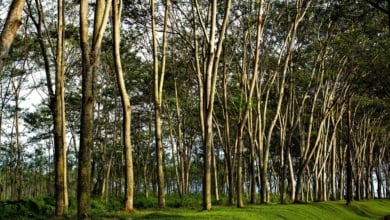 Life Terra planta más de 1,5 millones de árboles para reconectar Europa con la naturaleza