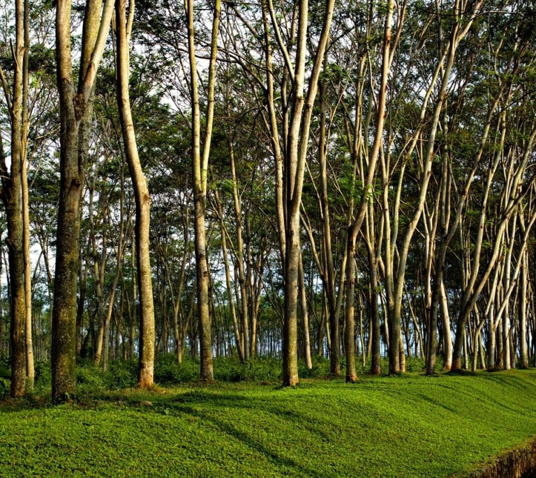 Life Terra planta más de 1,5 millones de árboles para reconectar Europa con la naturaleza