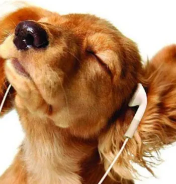 Las top canciones más escuchadas por perros en Spotify